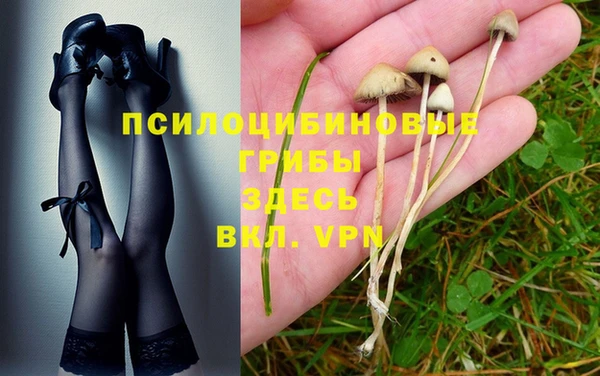 стаф Козловка